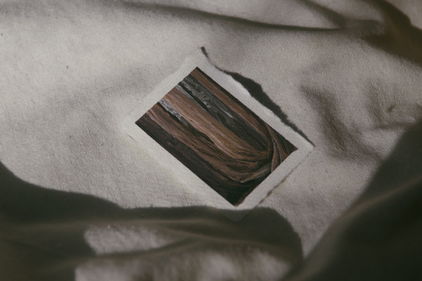 V: Among Dappled Light i