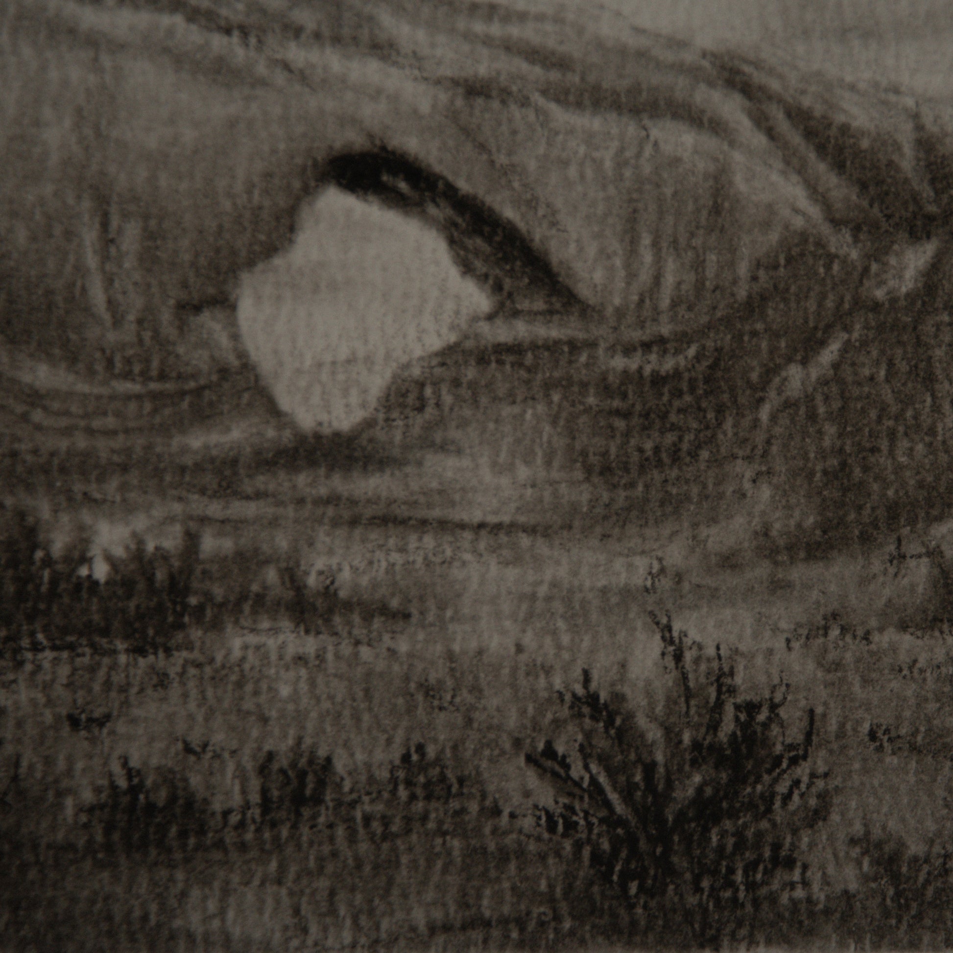 close up view of north window study done in charcoal by artist Laura van Moorleghem