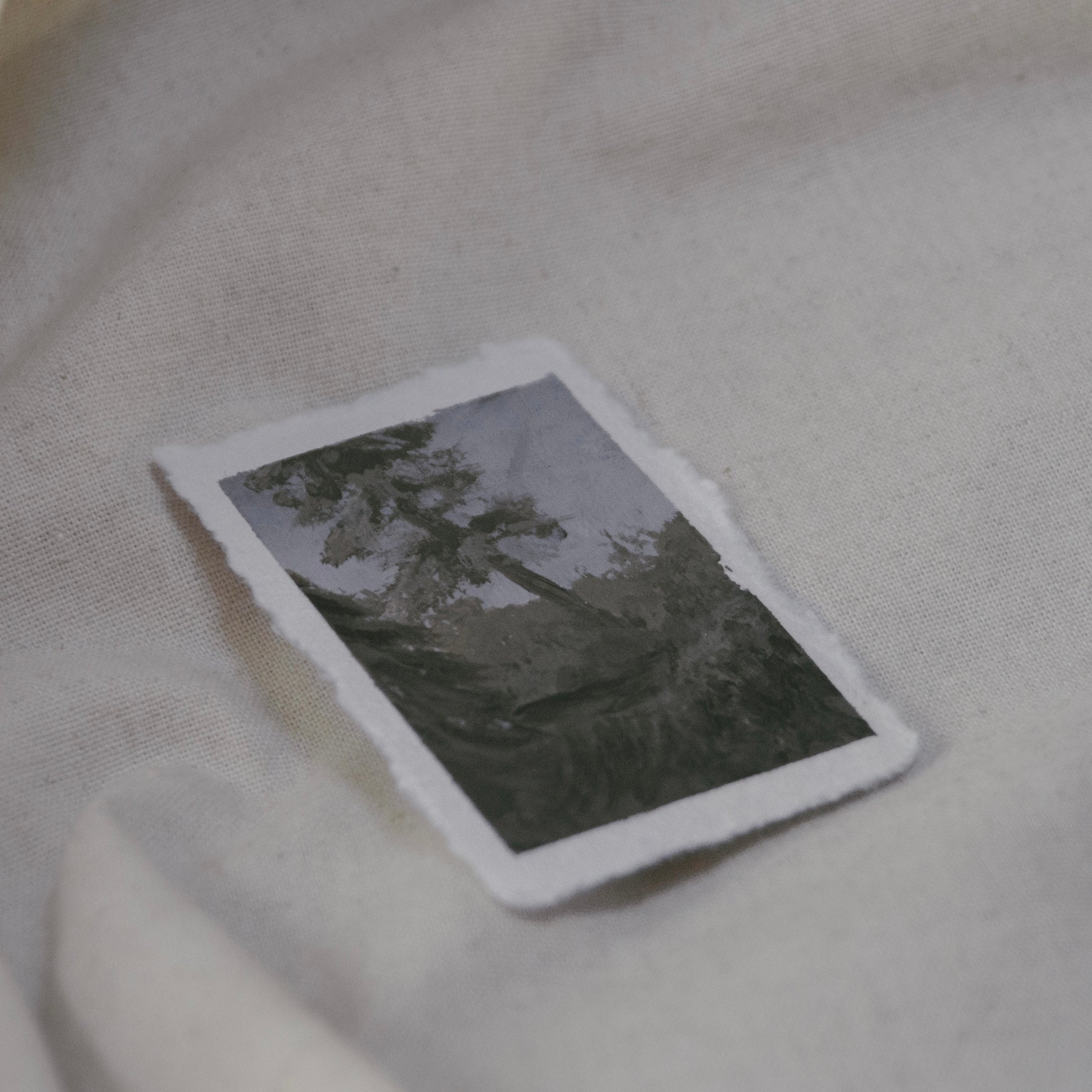 Side profile of tilting Sequoia in Sequoia National Park plein air painting on deckled edge 100% cotton rag paper