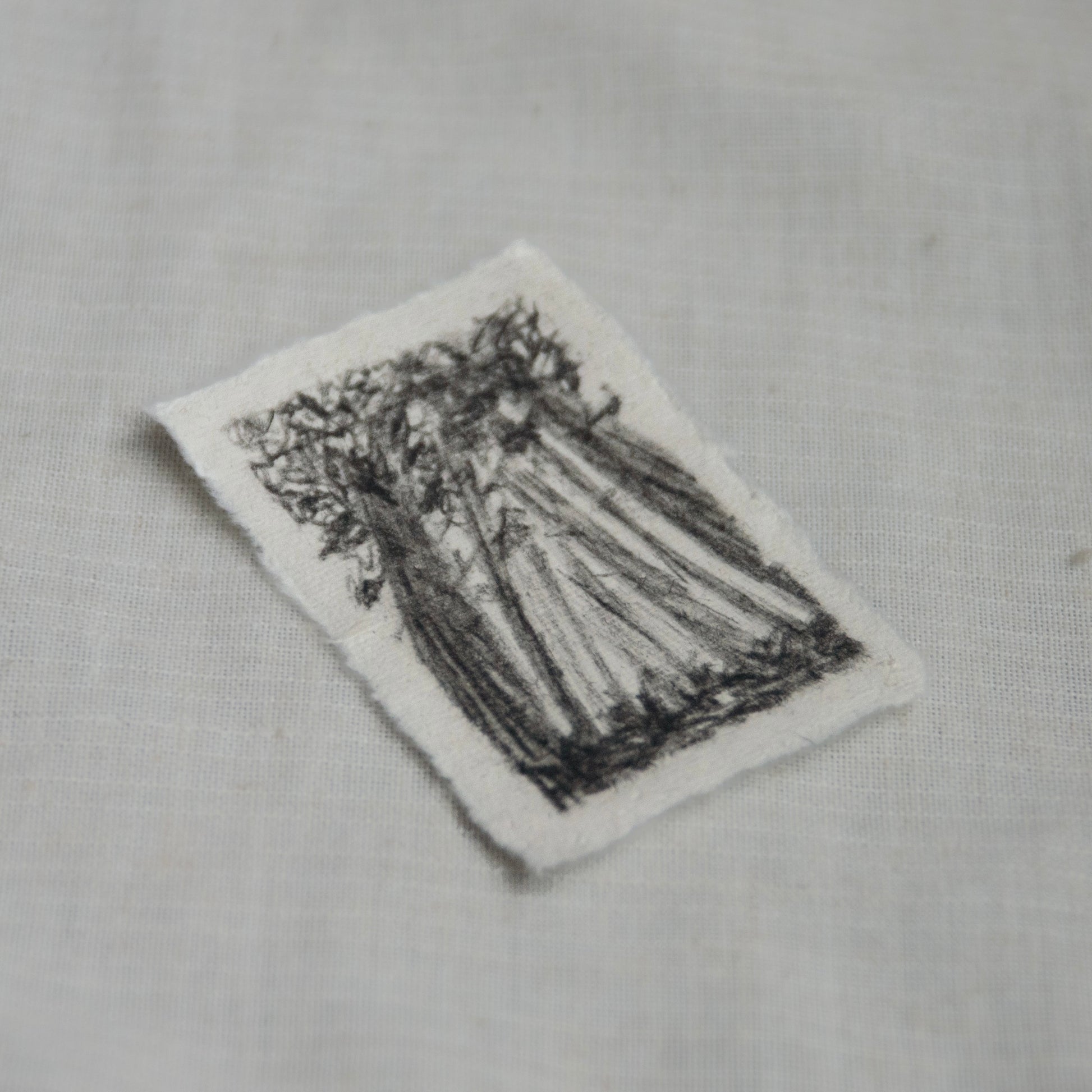 Side profile of a charcoal sketch of Redwood grove in Redwood National Park