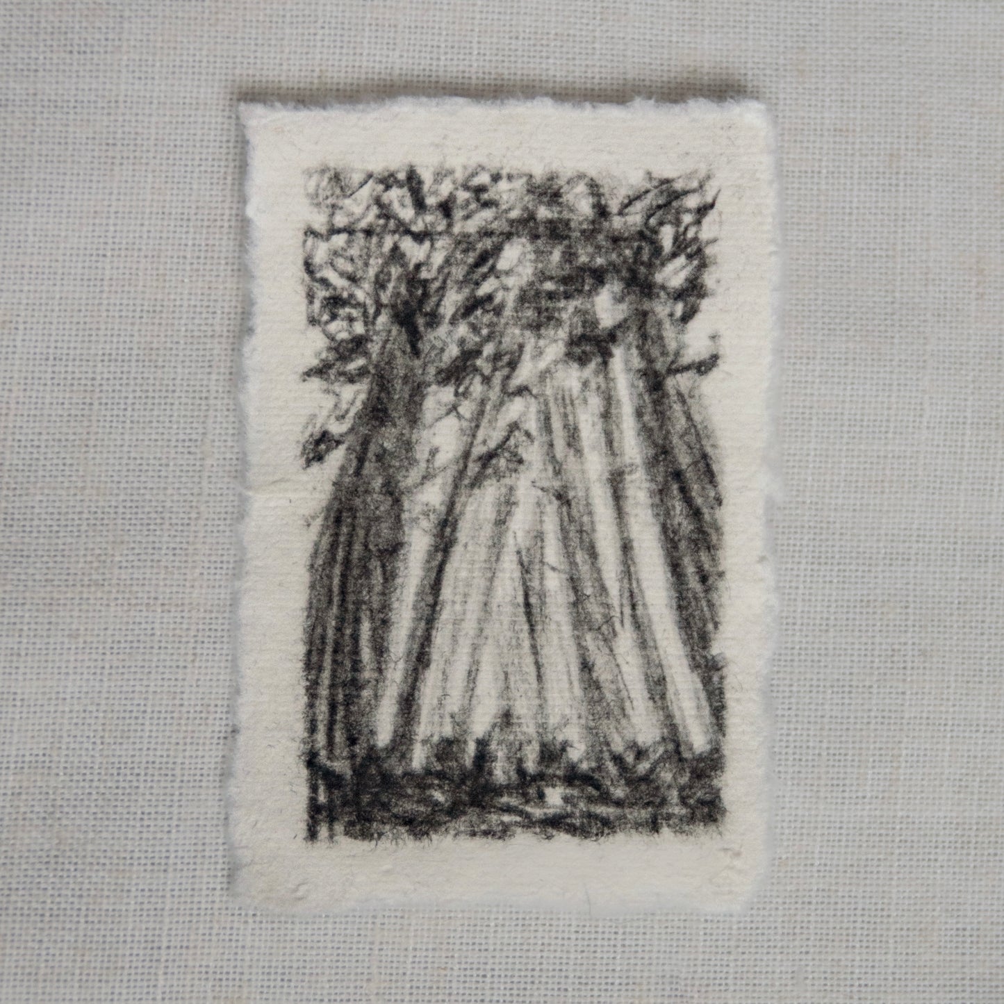A mini charcoal sketch of Redwood trees on deckled edge paper by artist Laura Van Moorleghem. Redwood National Park art