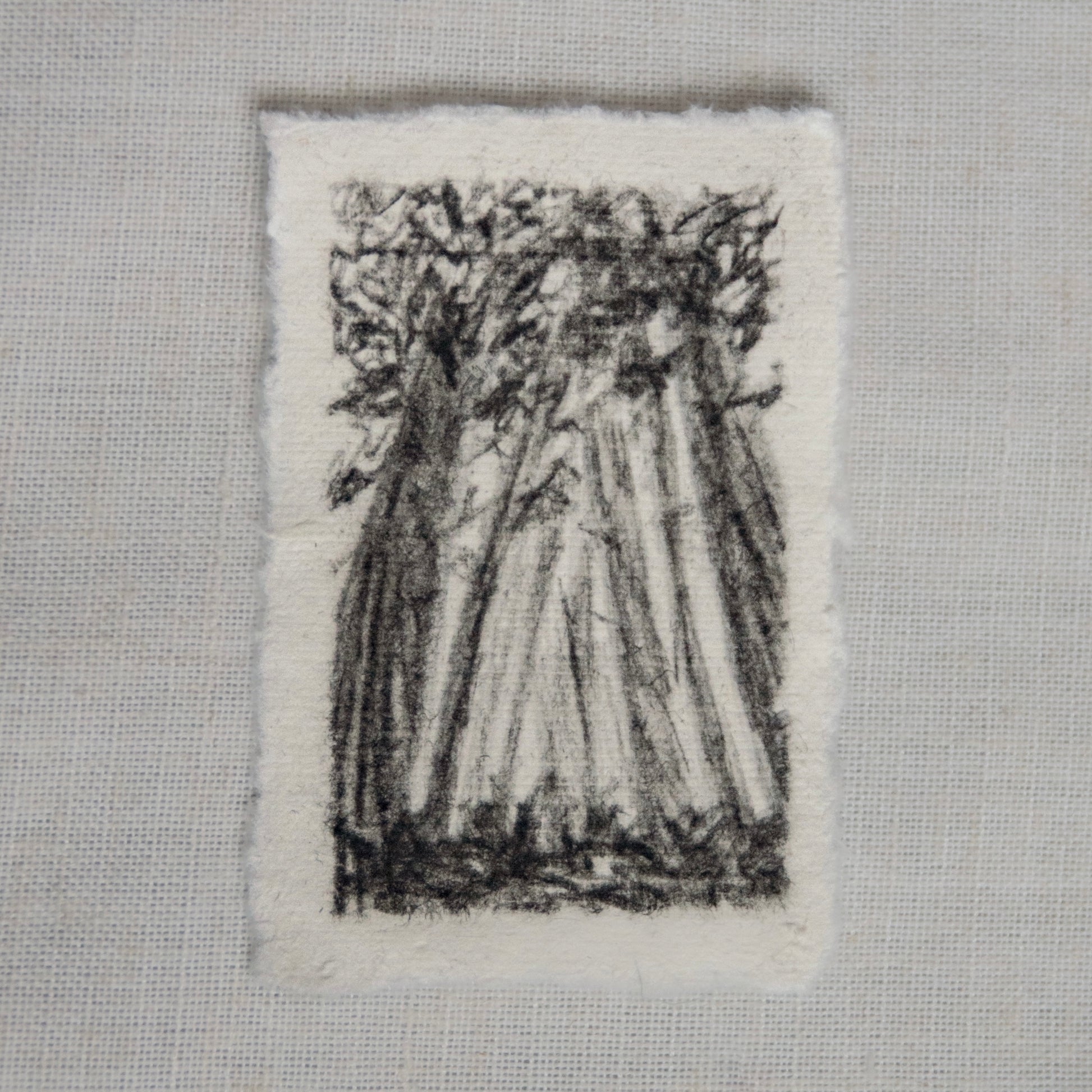 A mini charcoal sketch of Redwood trees on deckled edge paper by artist Laura Van Moorleghem. Redwood National Park art
