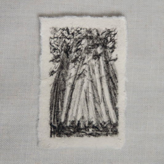 A mini charcoal sketch of Redwood trees on deckled edge paper by artist Laura Van Moorleghem. Redwood National Park art
