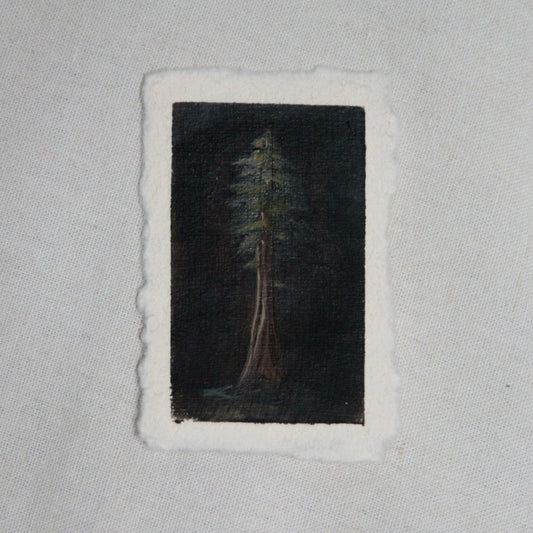 Redwood national park tree portrait miniature gouache painting from redwood  National Park by Laura Van Moorleghem